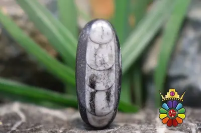 فسیل ارتوسراز مراکش