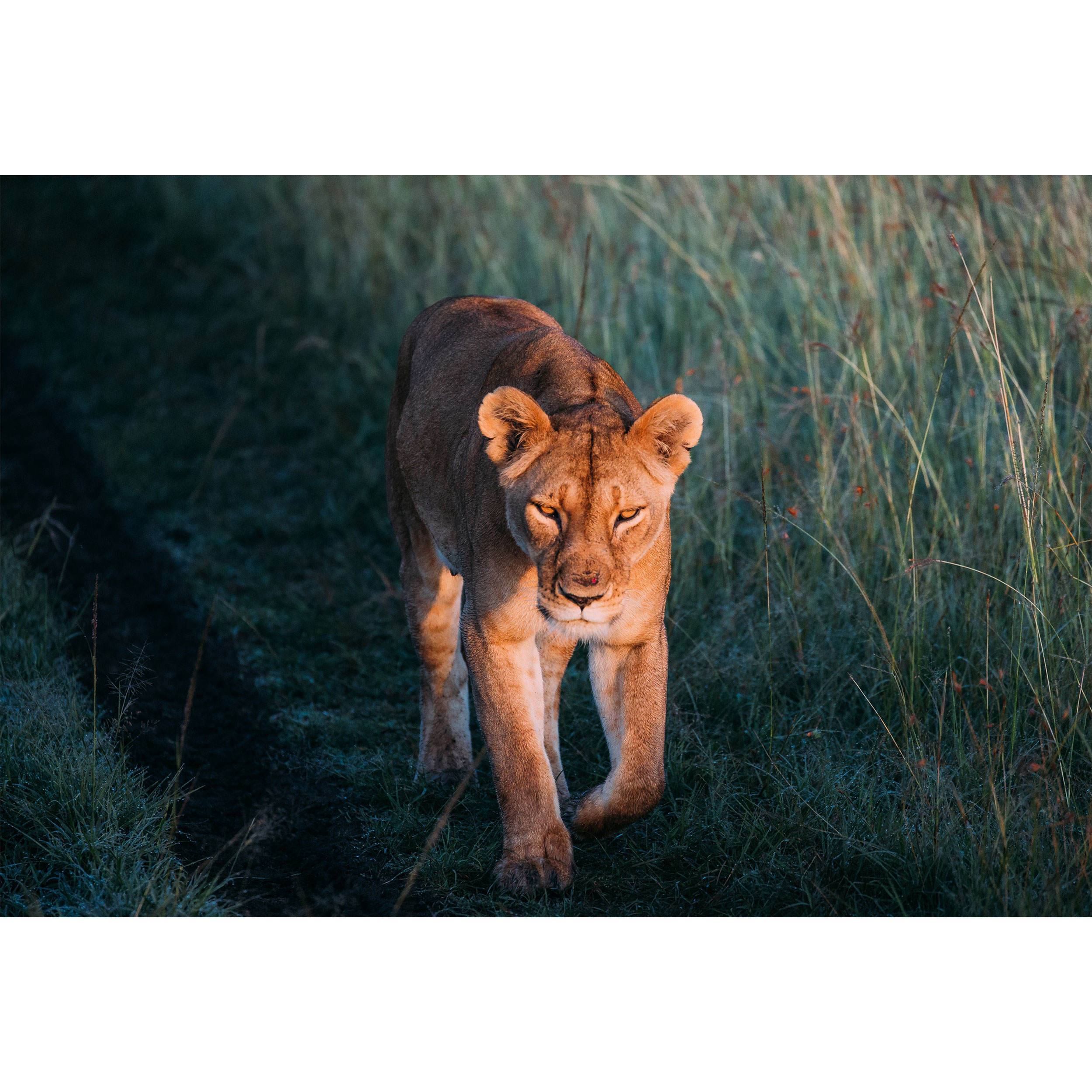 تابلو شاسی طرح شیر ماده مدل T1636