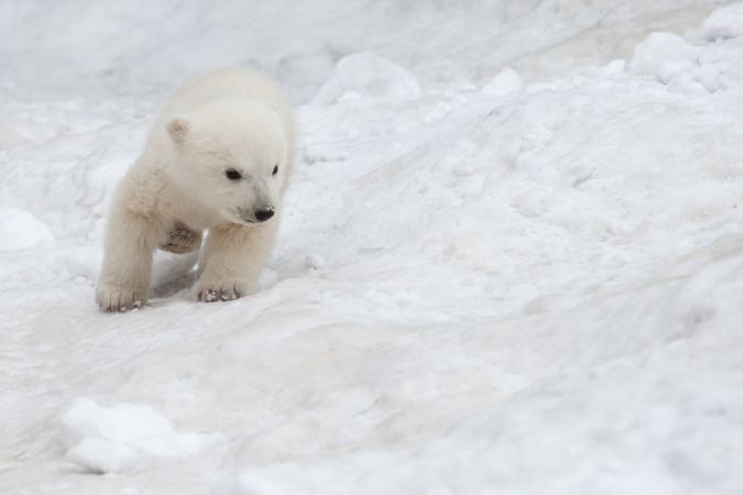 خرید و دانلود عکس Collection of images of cubs bears کد 13148 | پیک فاکس | Pic Fox