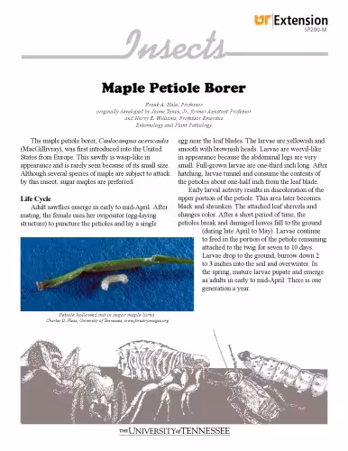 خرید و دانلود نسخه کامل کتاب Maple (Acer) disorder : maple petiole borer