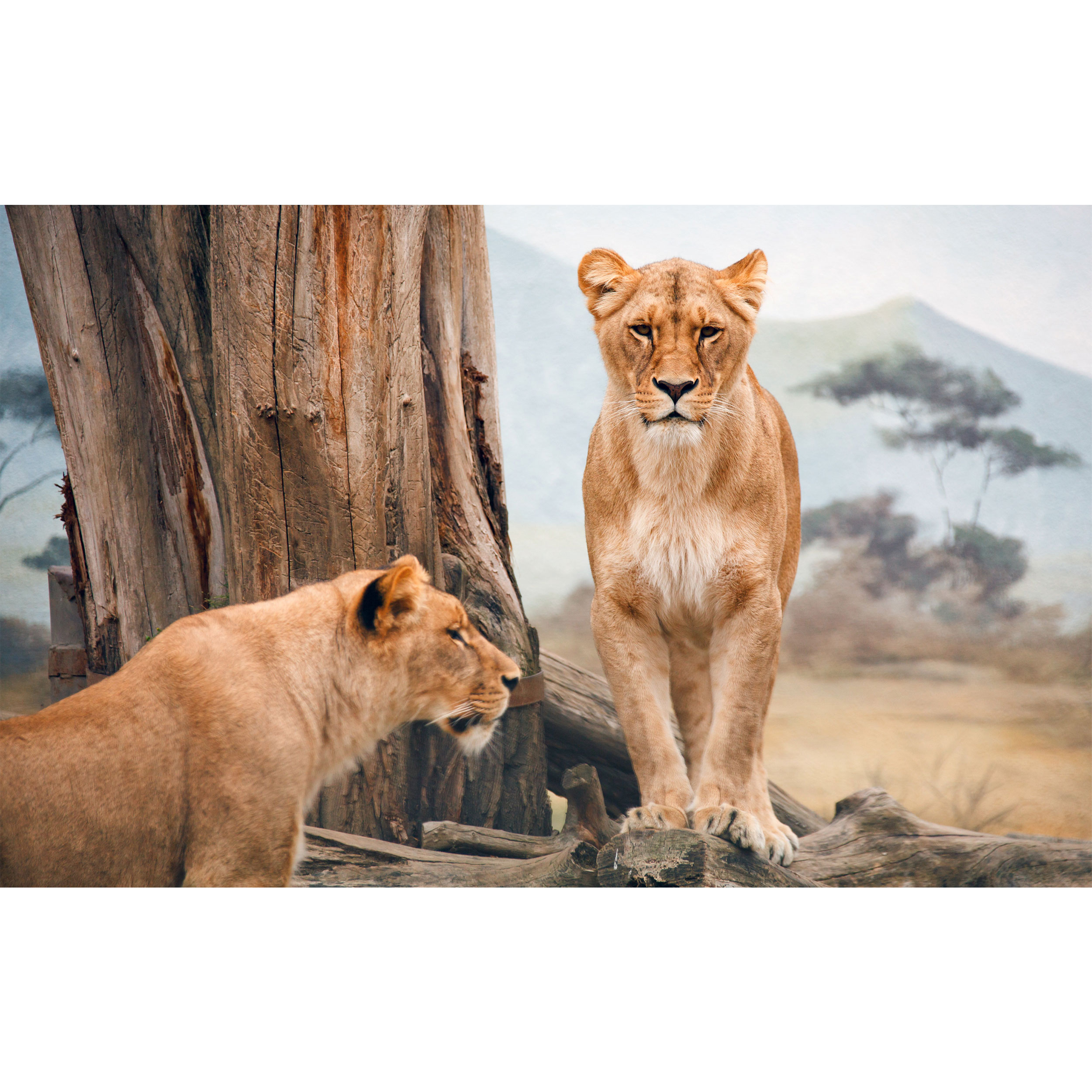 تابلو شاسی طرح شیر و درخت مدل T7659