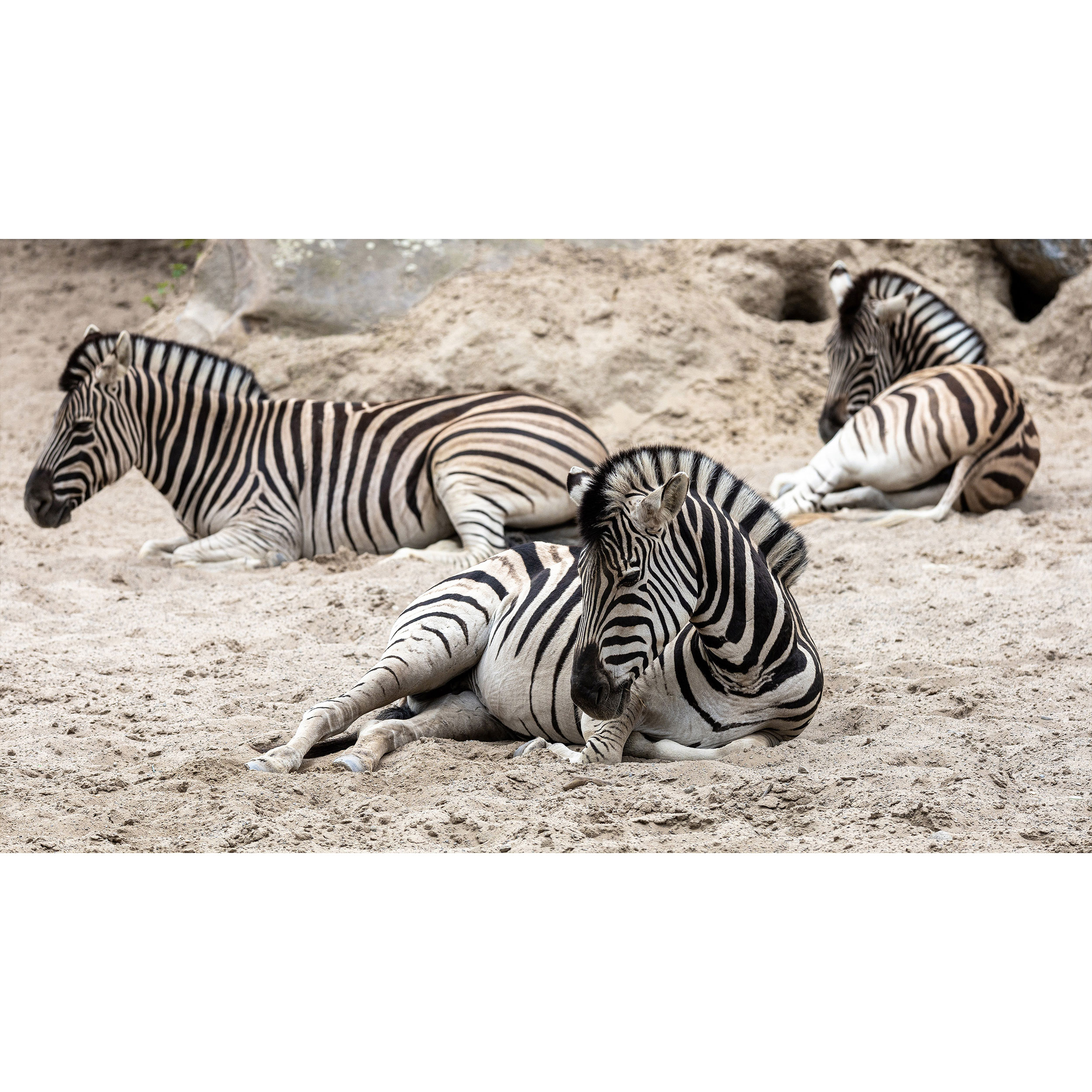 تابلو شاسی طرح گورخر مدل T7895