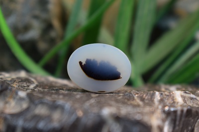 عقیق شجر برزیل