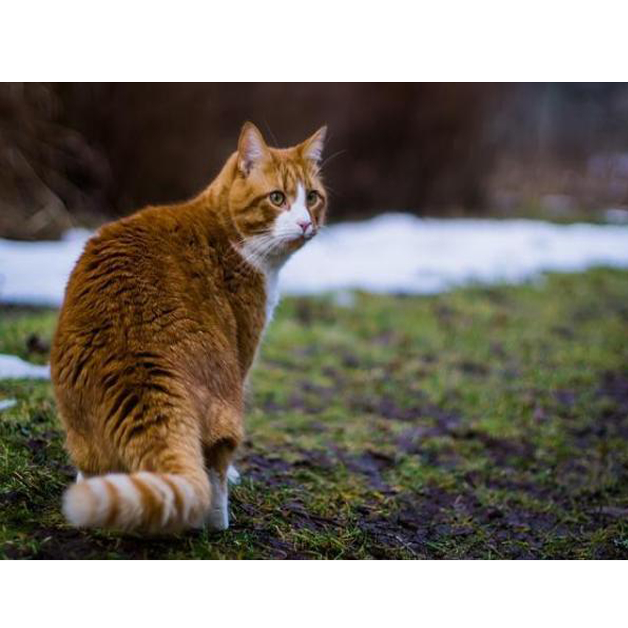 تابلو شاسی کد S599