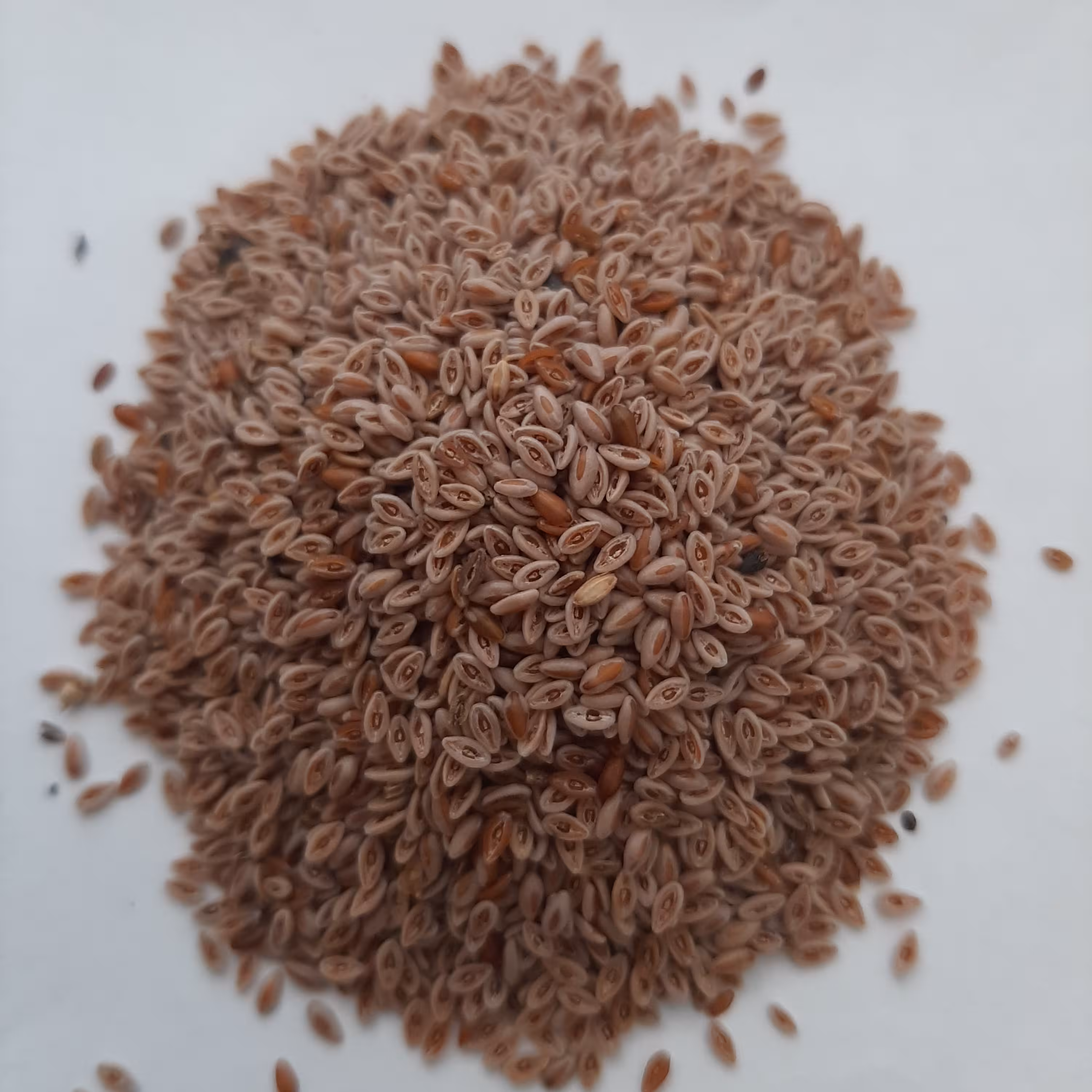 اسفرزه (100گرم)
