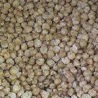 گندم شور گندمک 