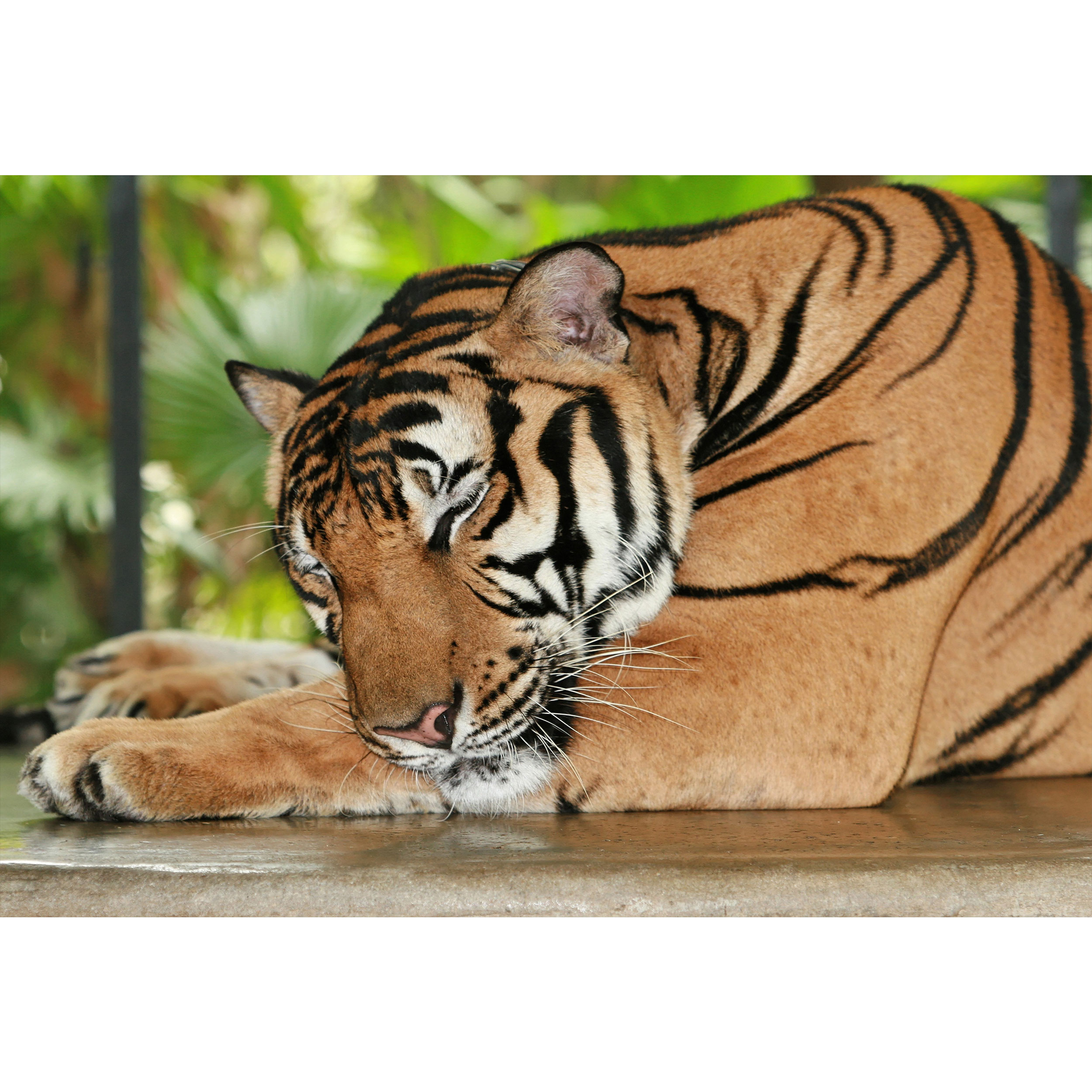 تابلو شاسی طرح ببر مدل T1691