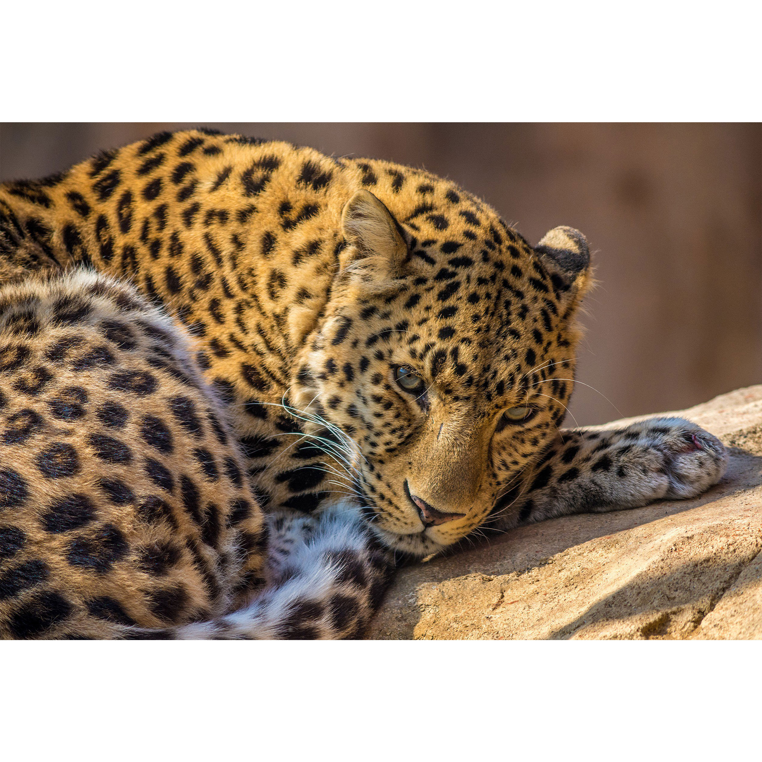 تابلو شاسی طرح پلنگ مدل T1740