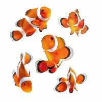 خرید و دانلود عکس Animals-Part-14 - کیفیت بالا | پیک فاکس | Pic Fox
