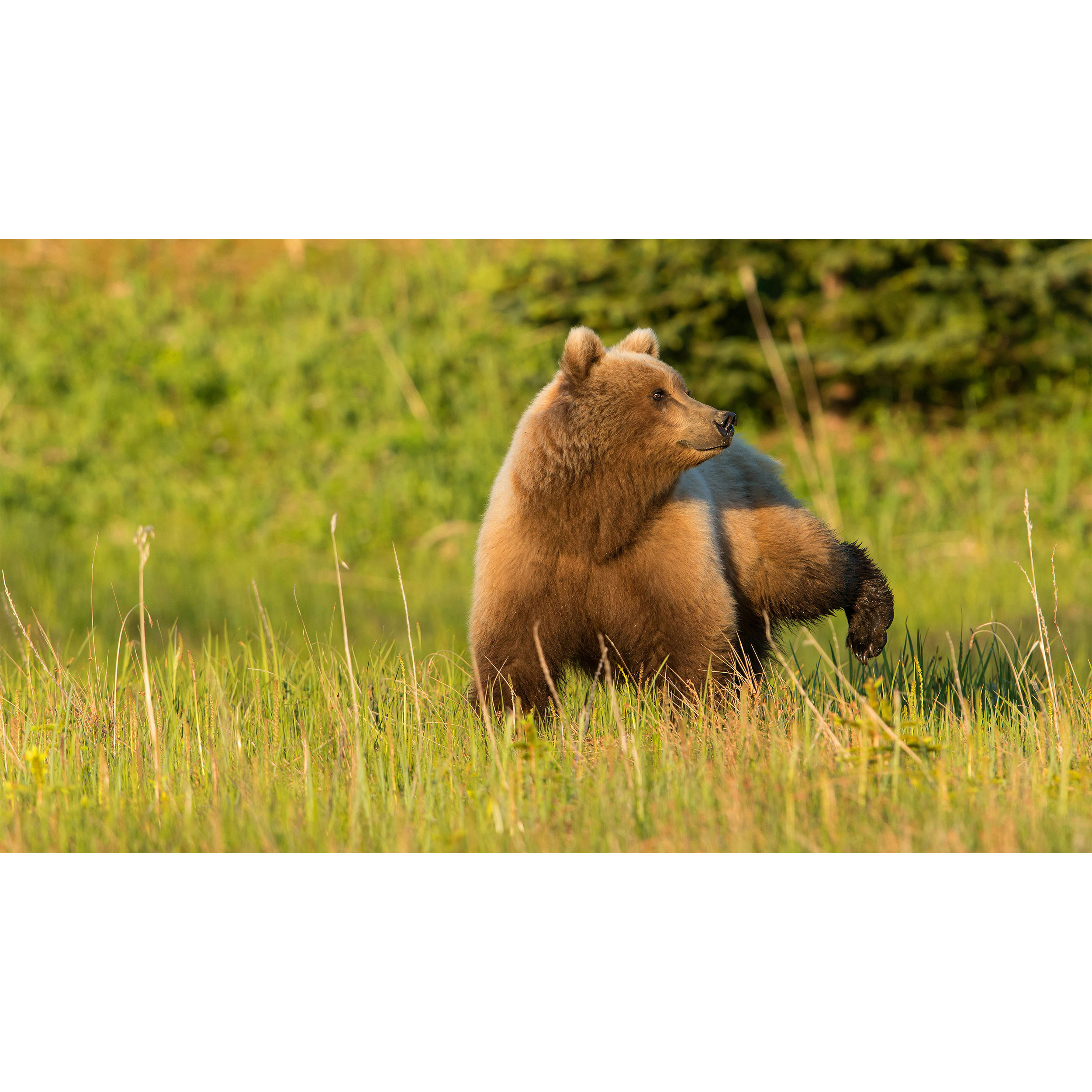 تابلو شاسی طرح خرس مدل T7702