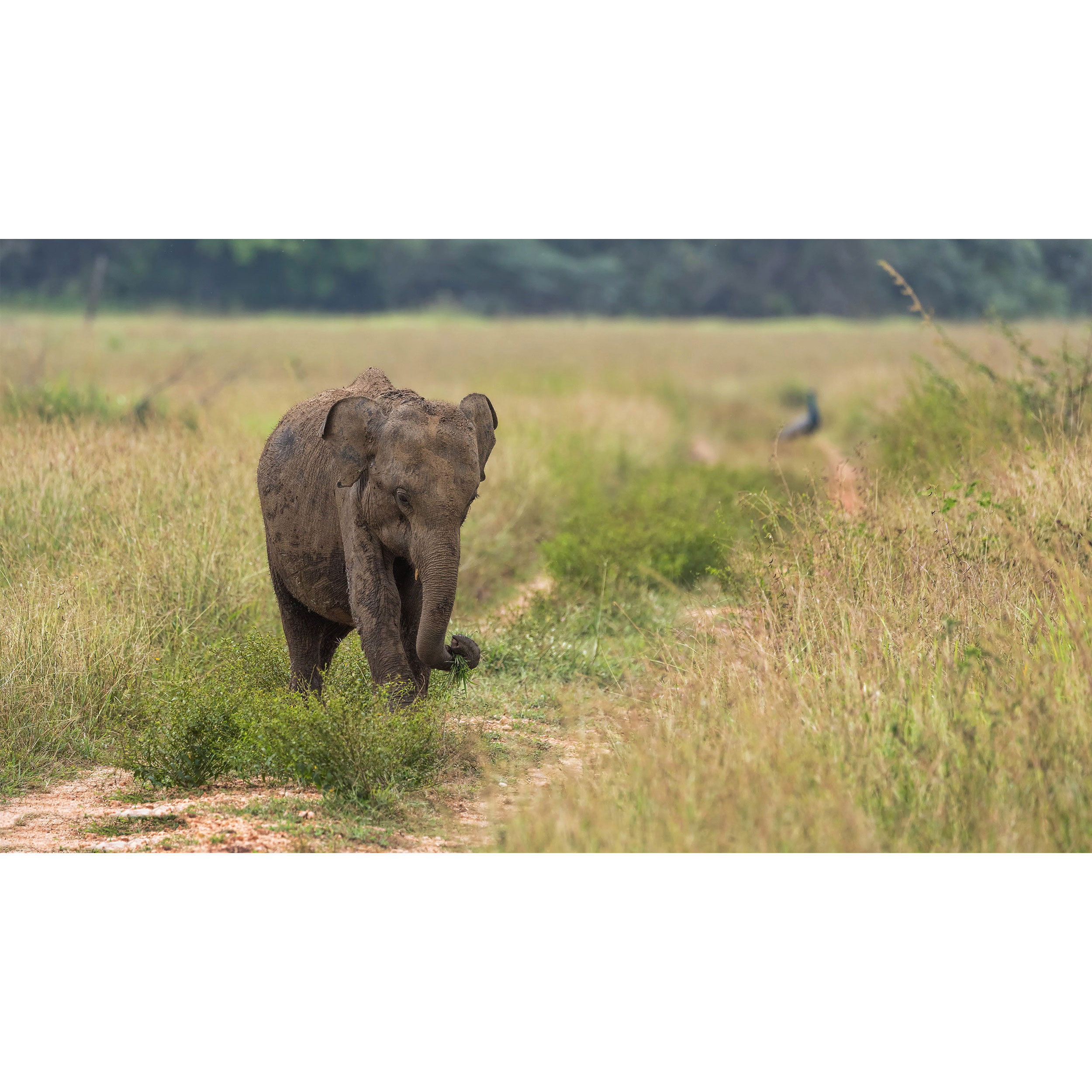 تابلو شاسی طرح فیل مدل T7780