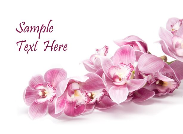 خرید و دانلود عکس Orchid flower کد 38137 | پیک فاکس | Pic Fox
