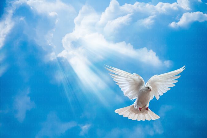 خرید و دانلود عکس Flying Doves And Sky کد 18454 | پیک فاکس | Pic Fox