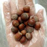 فندق خام با پوست 100 گرمی