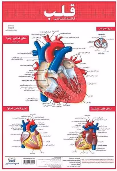 اندیشه کهن کالبدشناسی قلب انسان - کتاب‌فروشی کوچه کتاب