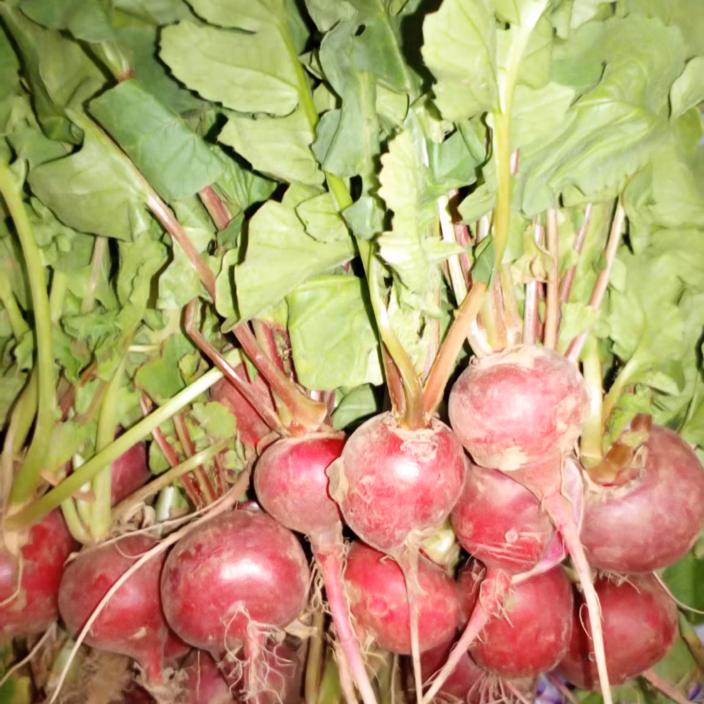 بذر تربچه قرمز اعلاء گرد ضد عفونی شده بسته 250 گرمی