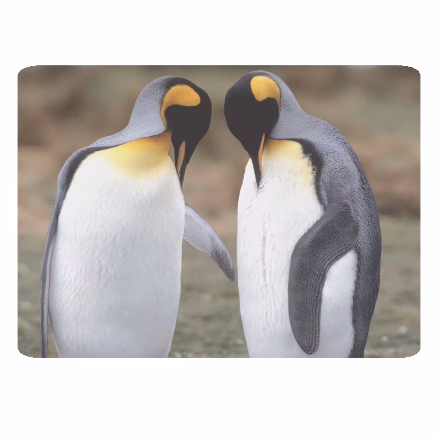 ماوس پد مدل پنگوئن کد 527 BBB