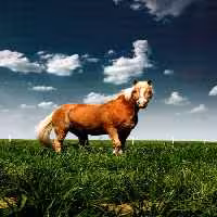 خرید و دانلود عکس IranBCS کد 29282 | پیک فاکس | Pic Fox