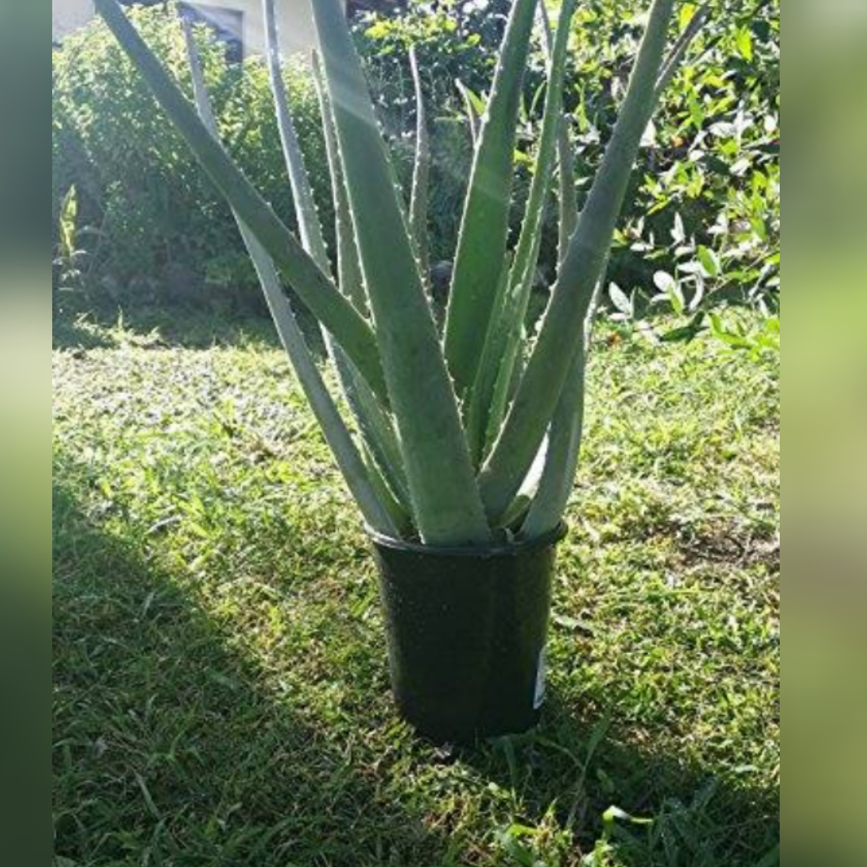 برگ آلوئه ورا بزرگ مناسب پوست و مو