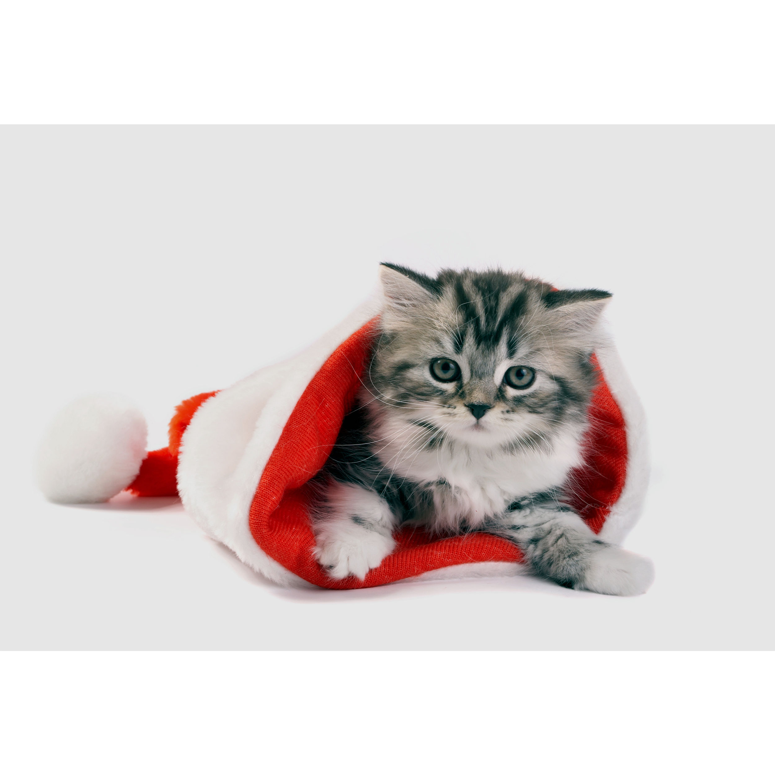 تابلو شاسی طرح گربه مدل T2134