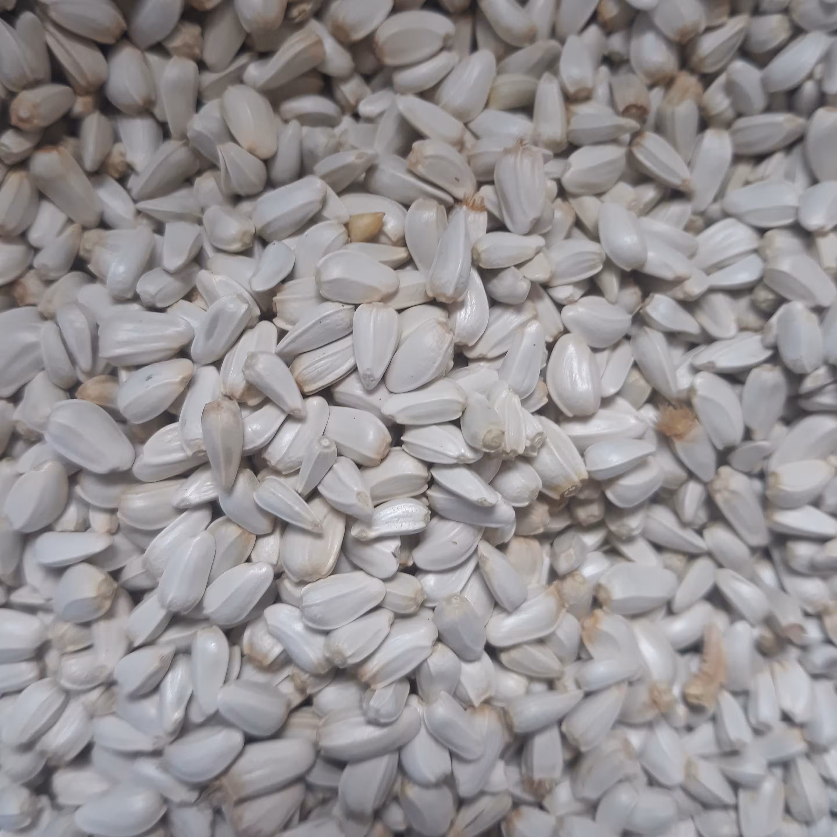 بذر کافشه یا گلرنگ درجه یک(800گرم)