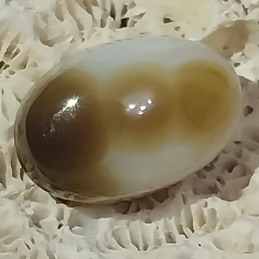 نگین باباقوری چندچشم  و کمیاب کاملاً طبیعی دست تراش