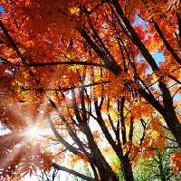 خرید و دانلود عکس Nature-Part-22 کد 36127 | پیک فاکس | Pic Fox