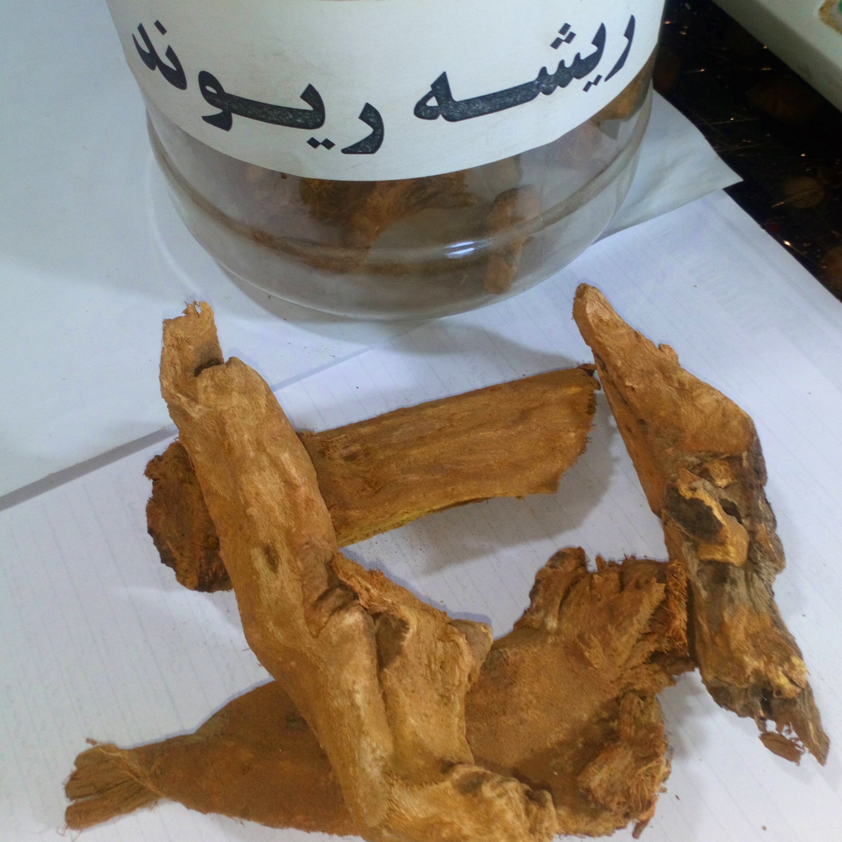 ریوند چینی ( ریشه)