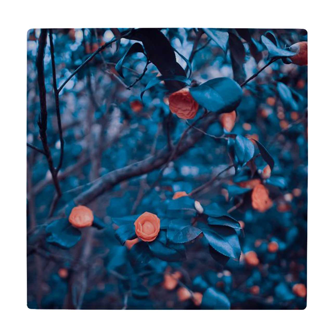  زیر لیوانی طرح شاخه پاییزی کد    3670413_1653