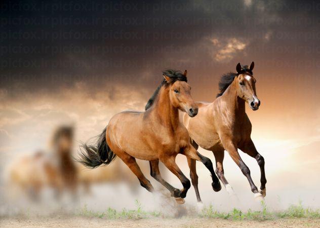 خرید و دانلود عکس در جستجوی افق، اسبان وحشی در طبیعت | پیک فاکس | Pic Fox