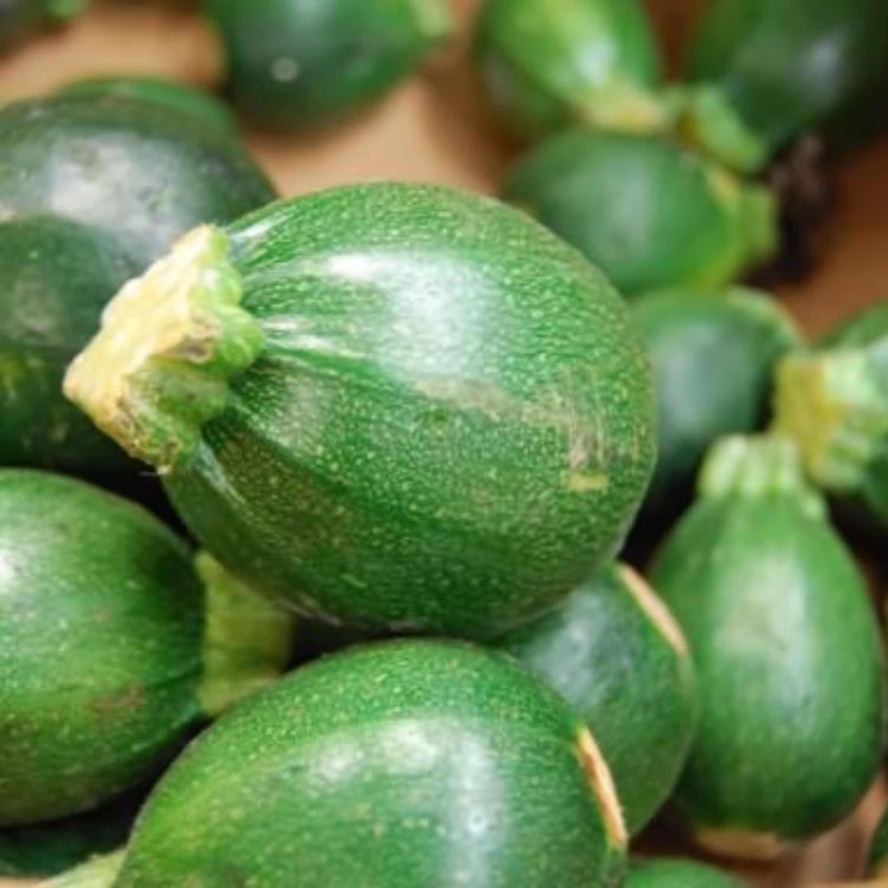 بذر کدو خورشتی رندی 10 عددی