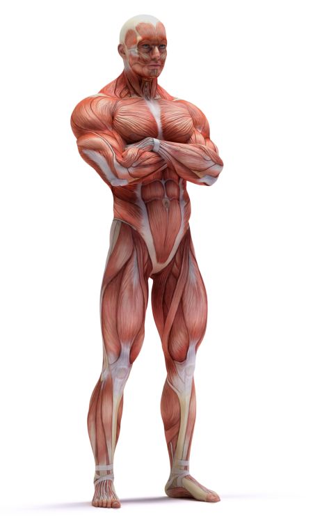 خرید و دانلود عکس Human Muscles Anatomy کد 25370 | پیک فاکس | Pic Fox