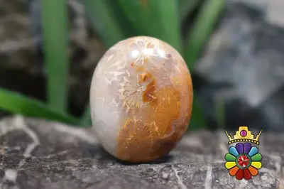 مرجان فسیلی