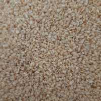 کنجد دوآتیشه، پوست کنده شده، پاک شده جهت مصارف ار ده گیری و شیرینی و... 