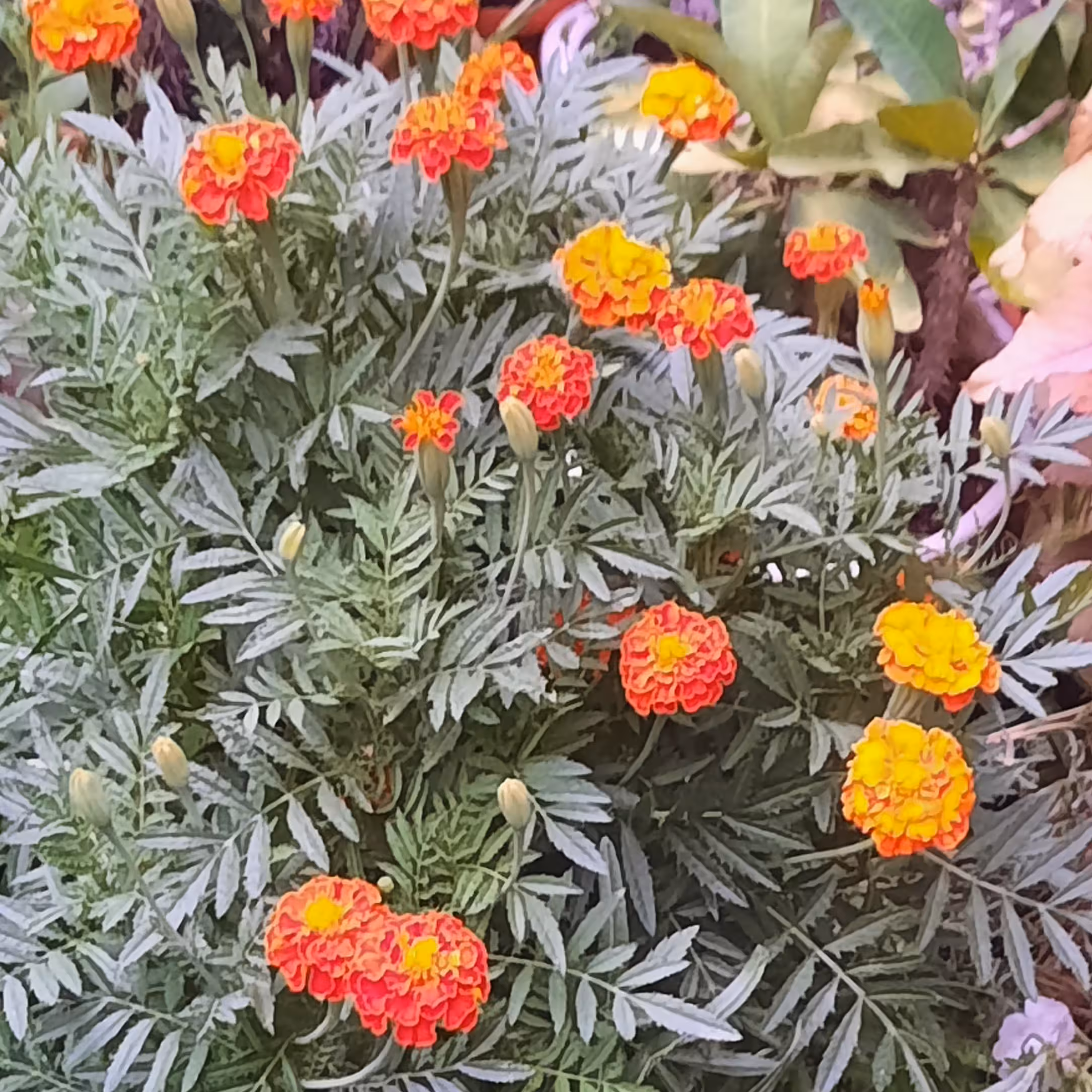 بذر گل جعفری 
