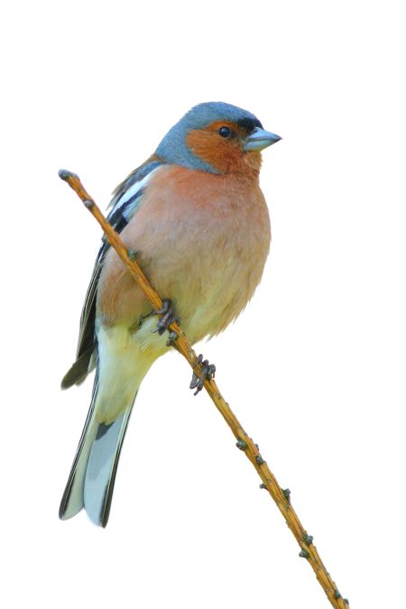 خرید و دانلود عکس Animals-Part-3 - کیفیت بالا | پیک فاکس | Pic Fox