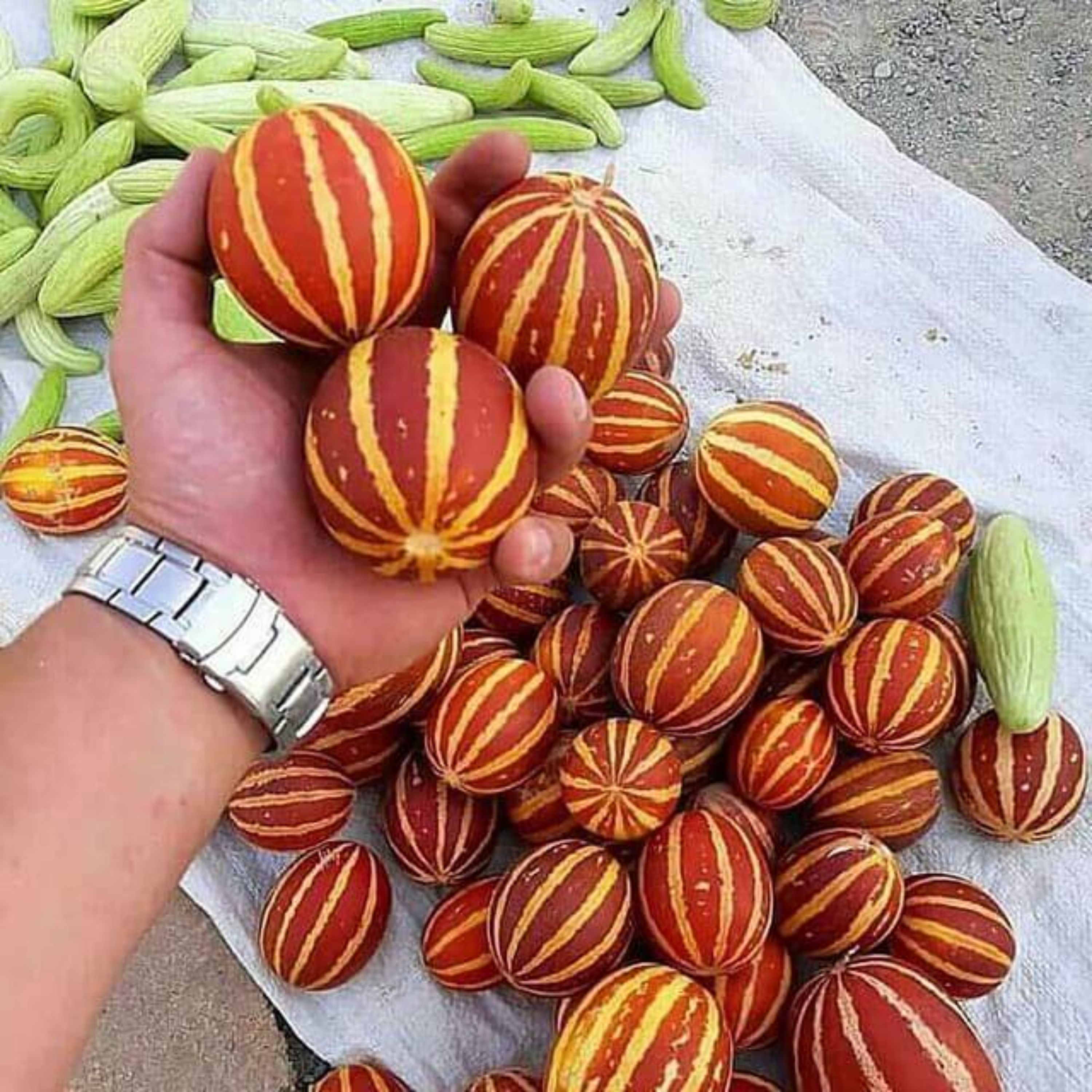 بذر دستنبو خوش عطر اصیل ایرانی بسته 10 عددی