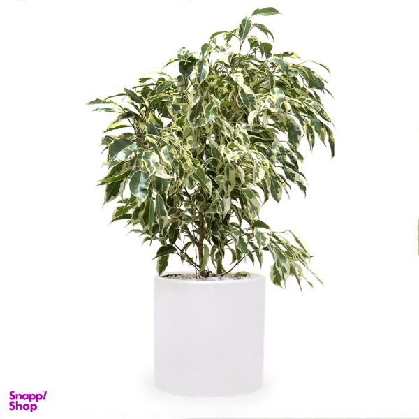 گیاه طبیعی بنجامین ابلق گلیتال مدل GTL109