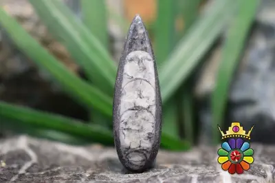 فسیل ارتوسراز مراکش