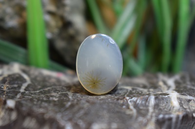 عقیق شجر برزیل