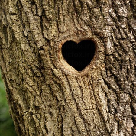 خرید و دانلود عکس Love-Part-1 کد 31679 | پیک فاکس | Pic Fox