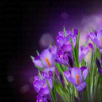 خرید و دانلود عکس Flower-Part-9 کد 18370 | پیک فاکس | Pic Fox