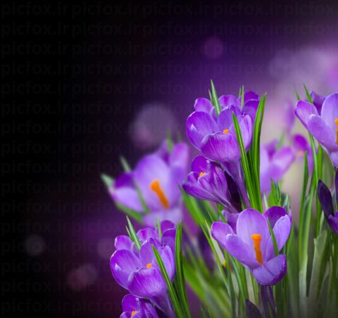 خرید و دانلود عکس Flower-Part-9 کد 18370 | پیک فاکس | Pic Fox
