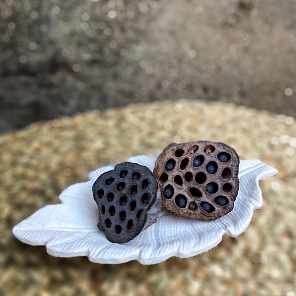 تریینی مدل ریشه نیلوفر آبی خشک طبیعی بسته دو عددی