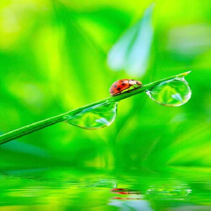 خرید و دانلود عکس کفشدوزک بر ساقه، رقص نور و قطرات شبنم | پیک فاکس | Pic Fox