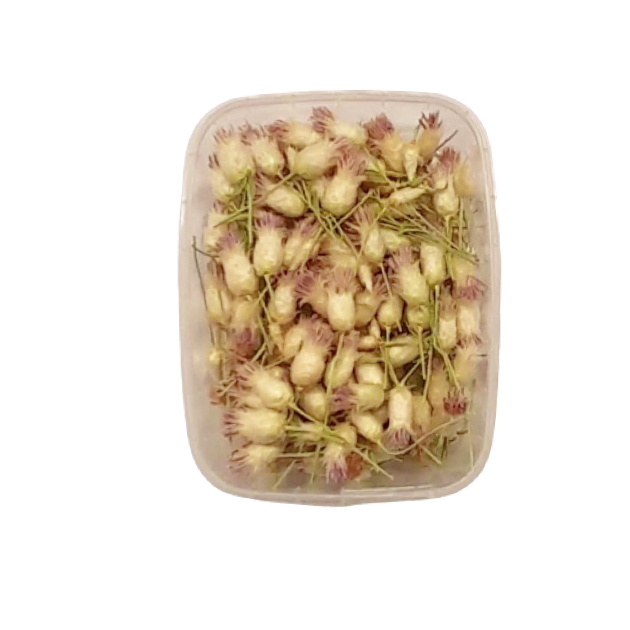 گل خشک مدل تلخک رنگی کد 15