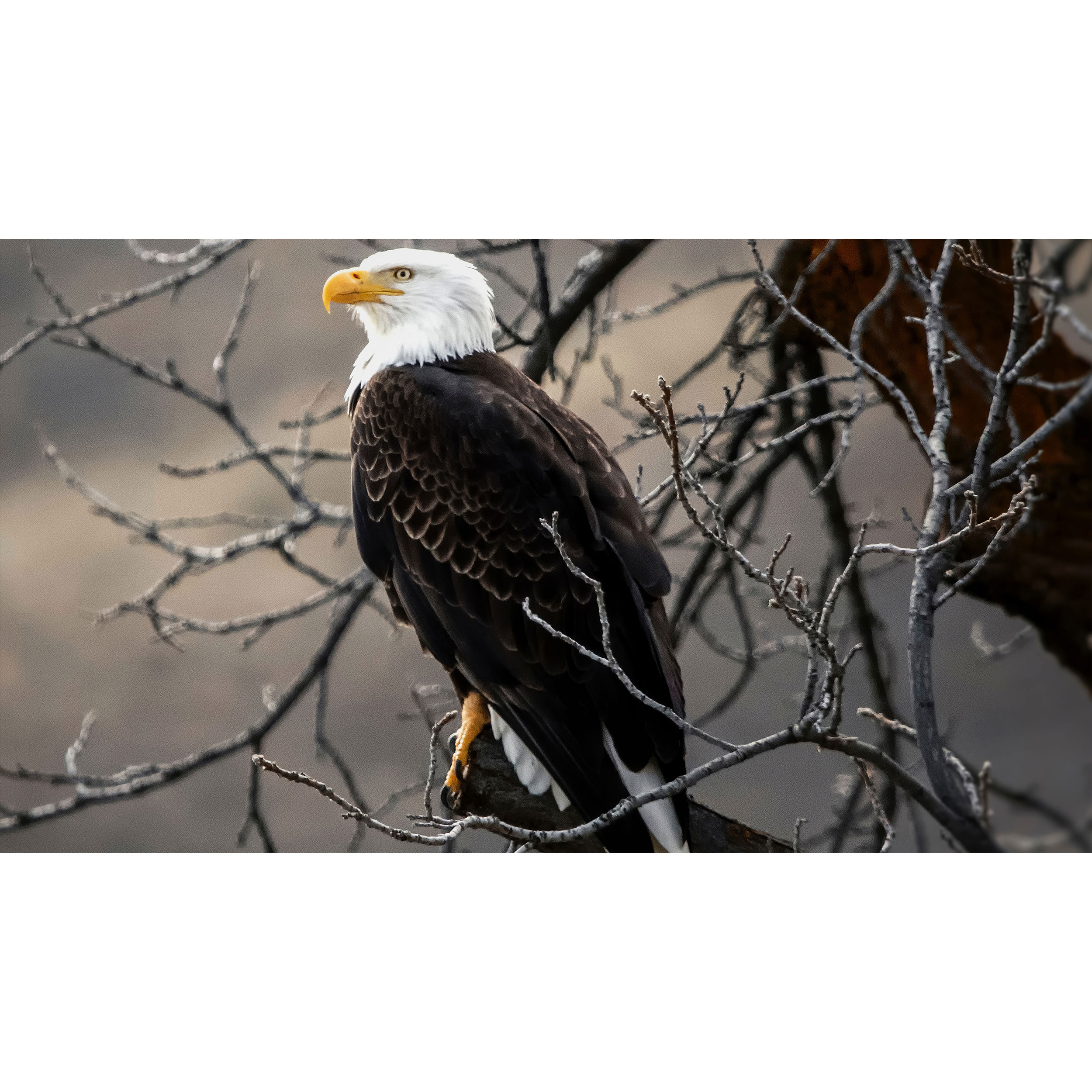 تابلو شاسی طرح عقاب روی شاخه درخت مدل T8051