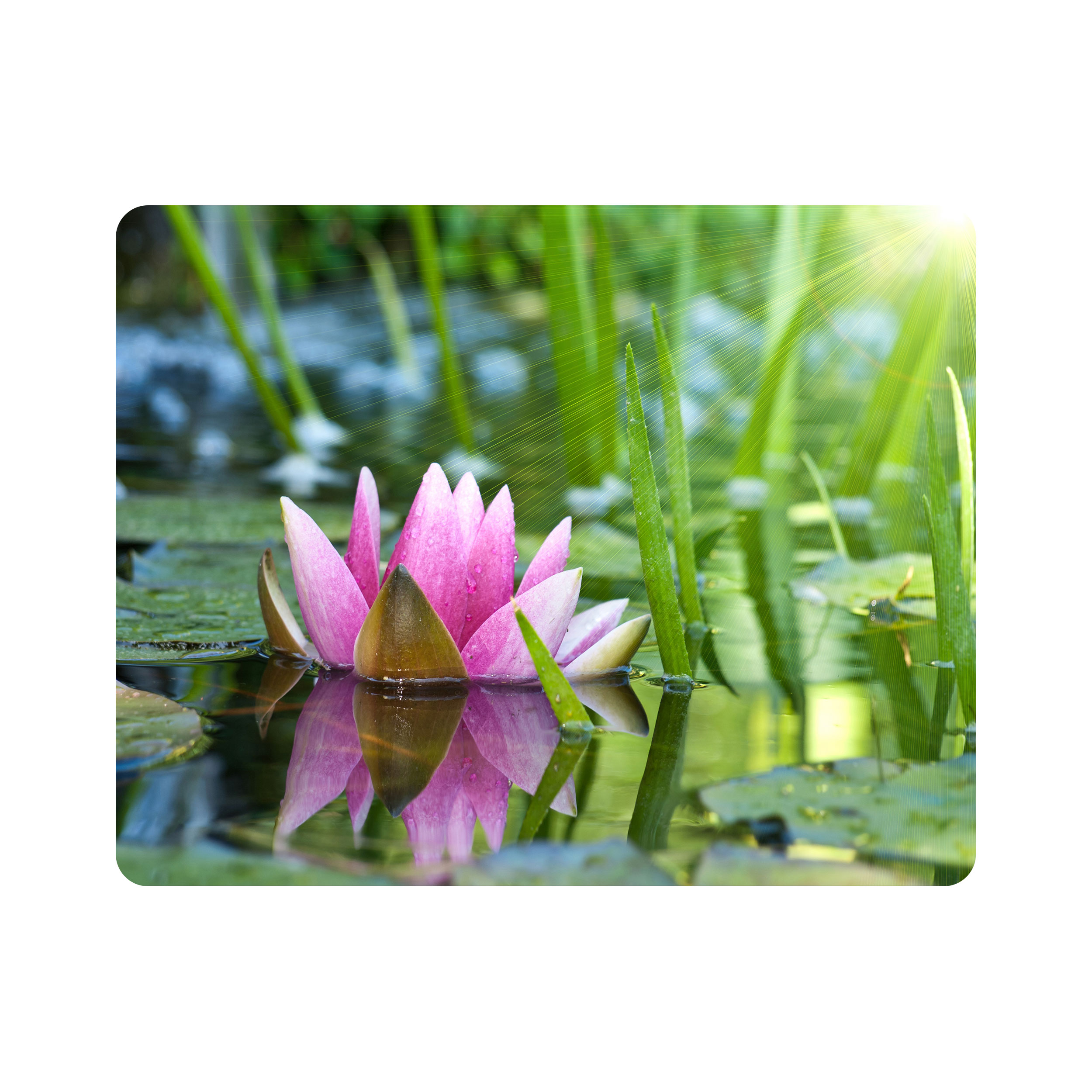 ماوس پد اطلس آبی طرح مرداب و گل نیلوفر آبی مدل T6784