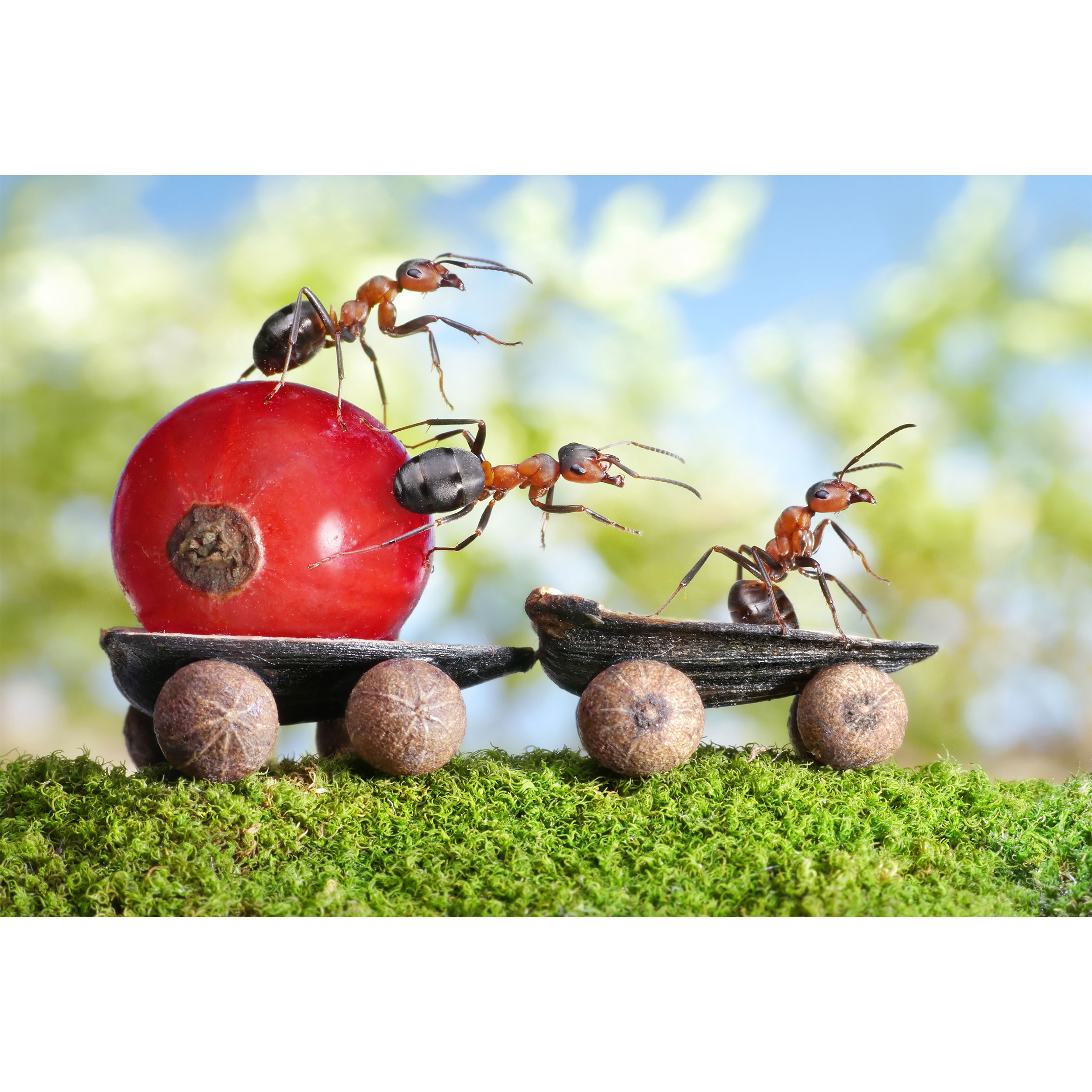 تابلو شاسی طرح مورچه مدل T6756