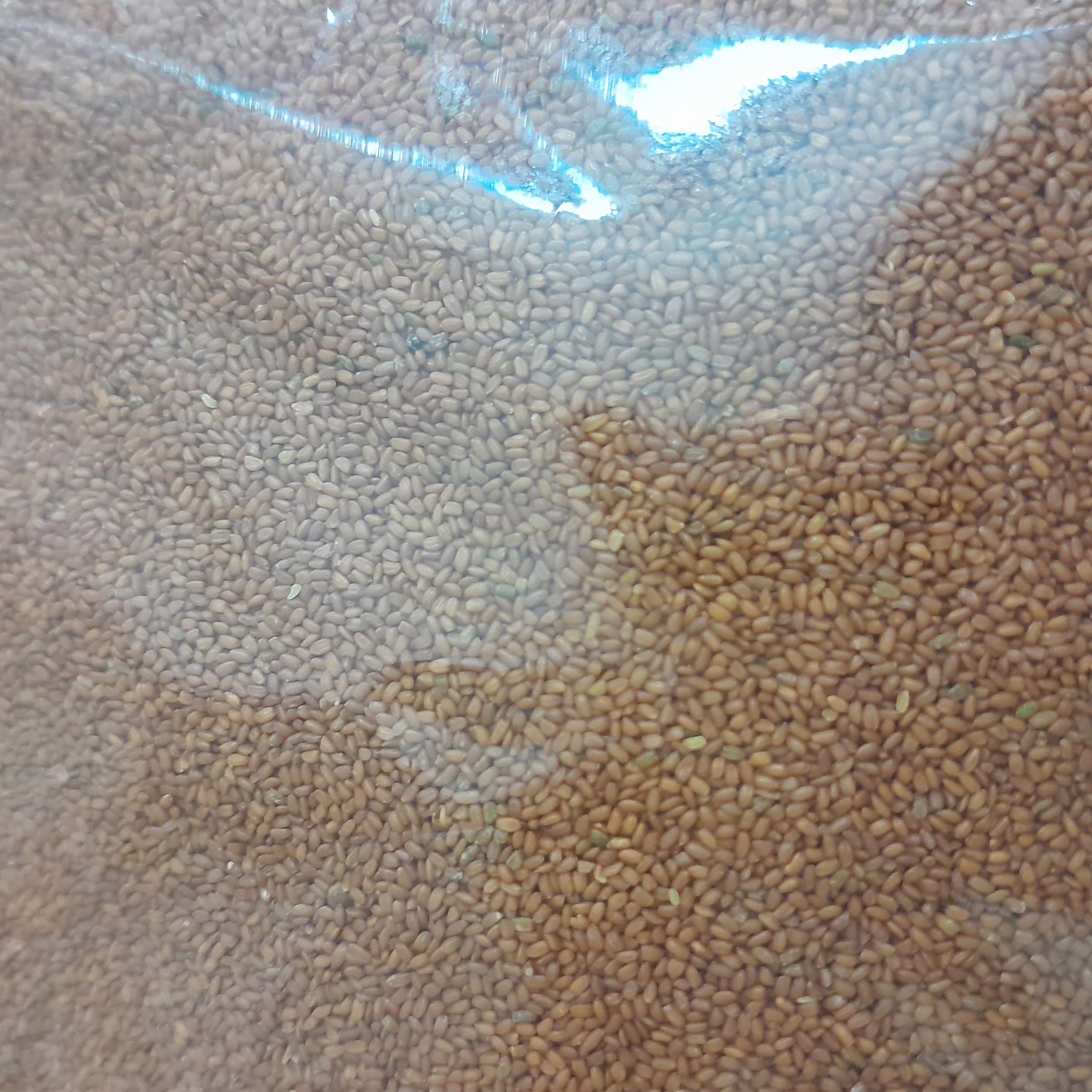 خاگشیر تمیز    و پاکدشده  مناسب برای شربت  و برطرف کنندگی عطش